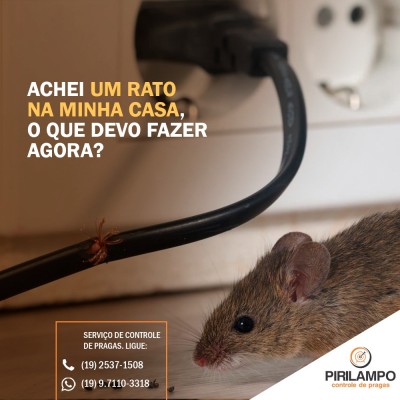 Desratização / Controle de roedor